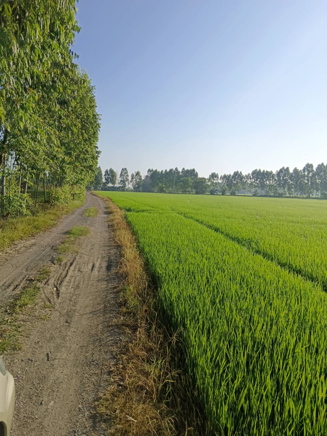 ขายที่ดินเปล่าในอำเภอบางน้ำเปรี้ยว จังหวัดฉะเชิงเทรา